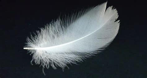 trovare piuma bianca piccola significato